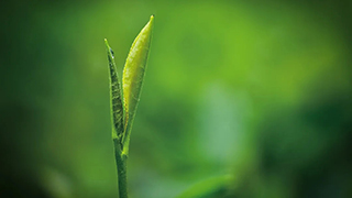 這片樹葉，改變了世界！