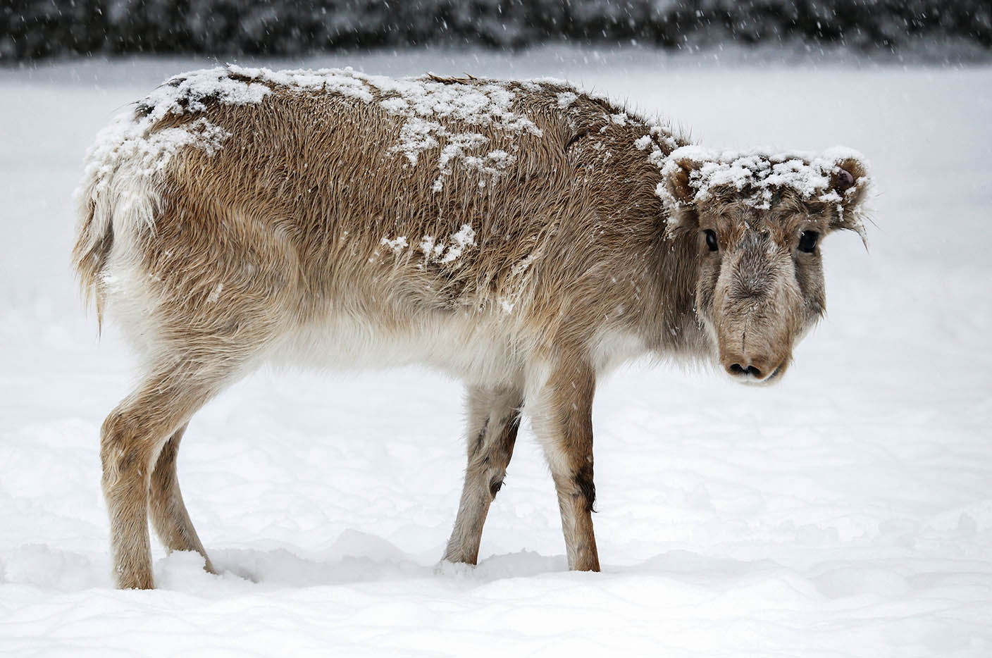 走出濒危：赛加羚羊的命运传奇