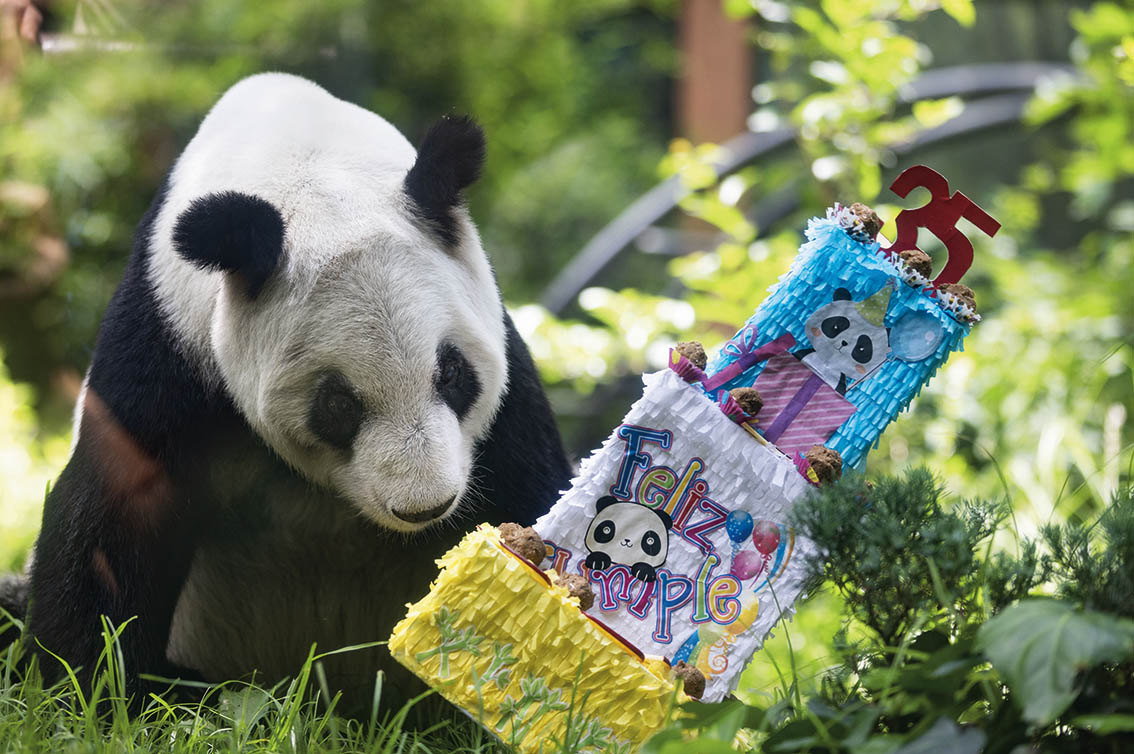 大熊貓“欣欣”見證中外生態(tài)文明交流與友誼