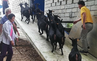 華能?？陔姀S：脫貧攻堅(jiān)齊心力 貧困鄉(xiāng)村煥新顏